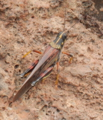 Schistocerca melanocera