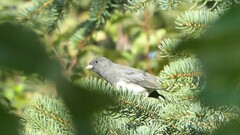Junco hyemalis