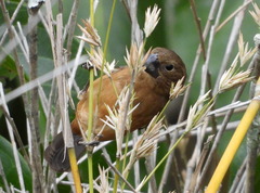 Sporophila angolensis
