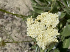 Eriogonum compositum