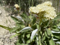 Eriogonum compositum