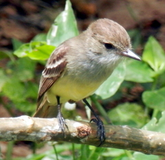 Myiarchus magnirostris