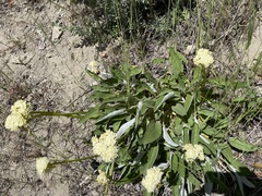 Eriogonum compositum