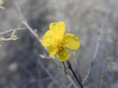 Helianthemum stipulatum