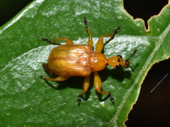 Paratomapoderus maculifrons