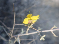 Helianthemum stipulatum