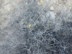 Helianthemum stipulatum