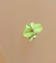 Salvinia molesta