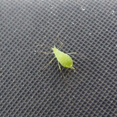 Macrosiphini