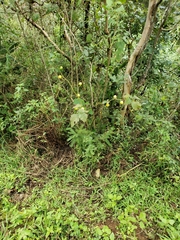 Solanum myriacanthum