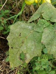 Solanum myriacanthum