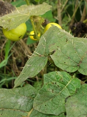 Solanum myriacanthum
