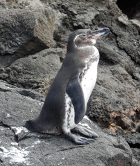 Spheniscus mendiculus