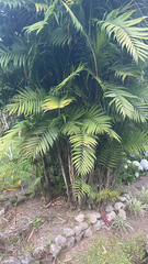 Dypsis lutescens