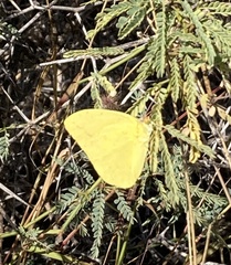 Phoebis agarithe fisheri