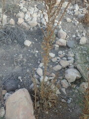 Verbascum sinaiticum