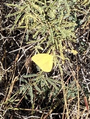 Phoebis agarithe fisheri