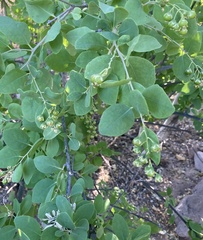 Stegnosperma halimifolium