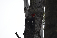 Campephilus magellanicus