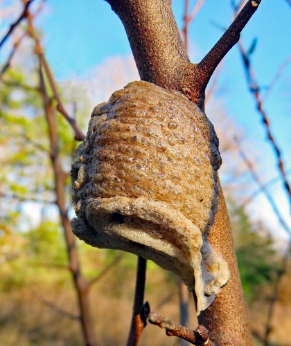 Chinese Mantis, photo 2 of 10