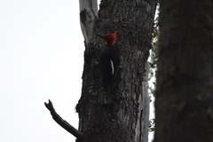 Campephilus magellanicus