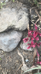 Iresine diffusa herbstii