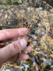 Cynoglossum officinale