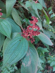 Miconia reversa