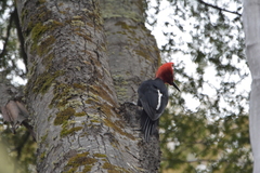 Campephilus magellanicus