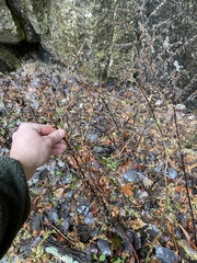 Cynoglossum officinale