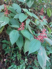 Miconia reversa