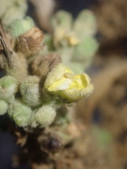 Verbascum sinaiticum