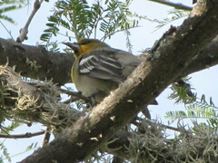 Icterus bullockii