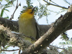 Icterus bullockii