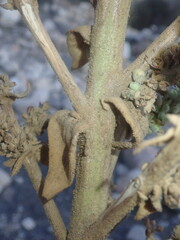 Verbascum sinaiticum