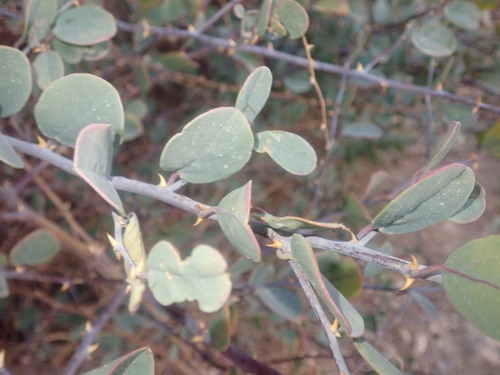 Image of Capparis aegyptia by (c) agujaceratops, some rights reserved (CC BY)