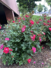 Rosa