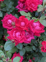 Rosa