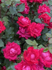 Rosa
