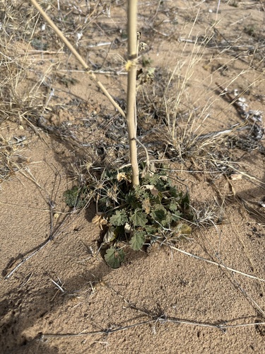 Sphaeralcea incana, photograph 3