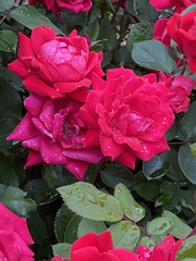 Rosa