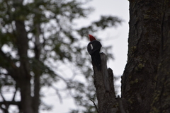 Campephilus magellanicus