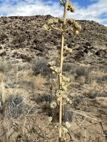 Sphaeralcea incana, photograph 4