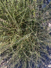 Euphorbia magdalenae