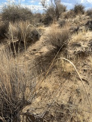 Sporobolus flexuosus