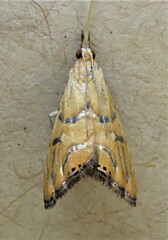 Glaucocharis auriscriptella