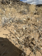 Mentzelia multiflora