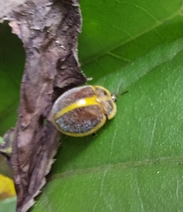 Chelymorpha clathrata