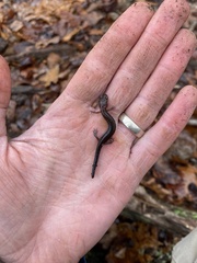 Plethodon dorsalis