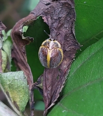 Chelymorpha clathrata